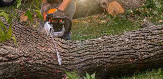 Trusted Bethany, IL Tree Removal Services Experts